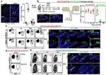 CD49f (Integrin alpha 6) Antibody in Flow Cytometry (Flow)