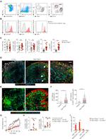 CD11c Antibody in Flow Cytometry (Flow)