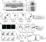 CD19 Antibody in Flow Cytometry (Flow)