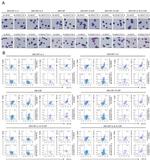 CD11c Antibody in Flow Cytometry (Flow)