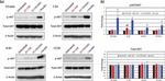 Actin Antibody in Western Blot (WB)