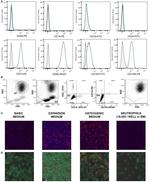 CD123 Antibody in Flow Cytometry (Flow)