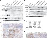 VEGF Receptor 3 Antibody in Western Blot (WB)