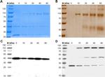 6x-His Tag Antibody in Western Blot (WB)