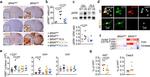 Ki-67 Antibody in Flow Cytometry (Flow)