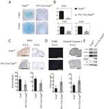 SCAP Antibody in Western Blot (WB)