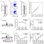 CD117 (c-Kit) Antibody in Flow Cytometry (Flow)