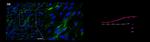 Transferrin Receptor Antibody in Immunocytochemistry (ICC/IF)