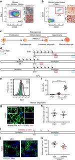 CD31 (PECAM-1) Antibody in Flow Cytometry (Flow)