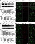 CD11b Antibody in Immunohistochemistry (IHC)