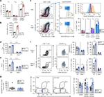 EOMES Antibody in Flow Cytometry (Flow)