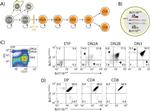 CD8a Antibody in Flow Cytometry (Flow)