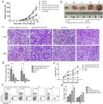 CD8a Antibody in Flow Cytometry (Flow)