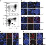 TER-119 Antibody in Flow Cytometry (Flow)