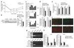 HDAC1 Antibody in ChIP Assay (ChIP)