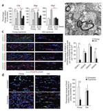 HDAC1 Antibody in Immunohistochemistry (IHC)