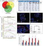 CD49f (Integrin alpha 6) Antibody in Flow Cytometry (Flow)