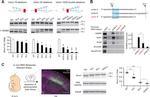 SRSF1 Antibody in Western Blot (WB)