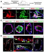 FOXJ1 Antibody in Immunohistochemistry (IHC)