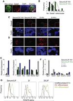 CD140a (PDGFRA) Antibody in Flow Cytometry (Flow)