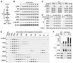 TSC2 Antibody in Immunoprecipitation (IP)