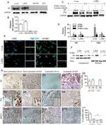 Nkx3.1 Antibody in Immunohistochemistry (IHC)