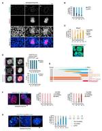 Nanog Antibody in Immunocytochemistry (ICC/IF)