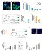 Nanog Antibody in Immunocytochemistry (ICC/IF)