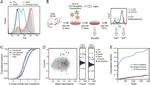 TNF alpha Antibody in Flow Cytometry (Flow)