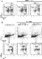 CD16 Antibody in Flow Cytometry (Flow)