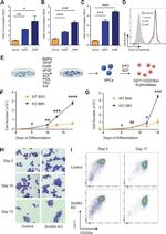 CD71 (Transferrin Receptor) Antibody in Flow Cytometry (Flow)