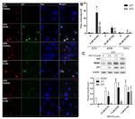 p21 Antibody in Immunocytochemistry, Immunohistochemistry (ICC/IF, IHC)