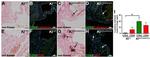 Endomucin Antibody in Immunohistochemistry (IHC)