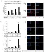 Ki-67 Antibody in Immunocytochemistry (ICC/IF)