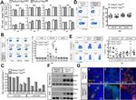 CD3 Antibody in Flow Cytometry (Flow)