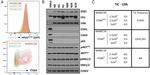 CD104 (Integrin beta 4) Antibody in Flow Cytometry (Flow)