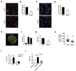 Ki-67 Antibody in Immunocytochemistry (ICC/IF)