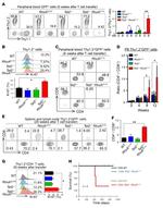 CD90.2 (Thy-1.2) Antibody in Flow Cytometry (Flow)