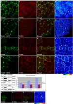 Phospho-FAK (Tyr576) Antibody in Western Blot, Immunocytochemistry (WB, ICC/IF)