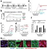 CD31 (PECAM-1) Antibody in Flow Cytometry (Flow)