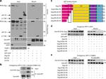 Amyloid Precursor Protein Antibody in Immunoprecipitation (IP)