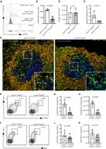 FOXP3 Antibody in Flow Cytometry (Flow)