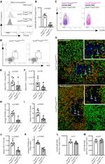 FOXP3 Antibody in Flow Cytometry (Flow)