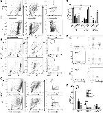 CD4 Antibody in Flow Cytometry (Flow)