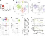 CD56 (NCAM) Antibody in Flow Cytometry (Flow)