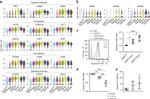 CD56 (NCAM) Antibody in Flow Cytometry (Flow)