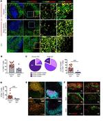 CXCL13 Antibody in Immunocytochemistry, Immunohistochemistry (ICC/IF, IHC)