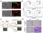 CD206 (MMR) Antibody in Flow Cytometry (Flow)