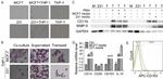 CD163 Antibody in Flow Cytometry (Flow)