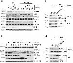 OCT4 Antibody in Western Blot (WB)